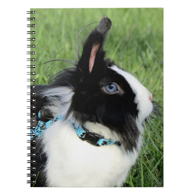 Fluffy Black and White Lionhead Bunny Rabbit Anteckningsbok (Framsidan)