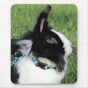 Fluffy Black och White Lionhead Bunny Rabbit Musmatta