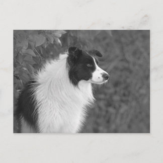 Fluffy Black White Söt Collie Hund Vykort
