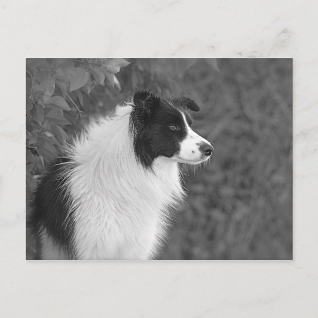 Fluffy Black White Söt Collie Hund Vykort (Framsida)