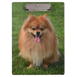 Fluffy Brown Pomeranian Puppy Hund