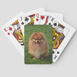 Fluffy Brown Pomeranian Puppy Hund Casinokort