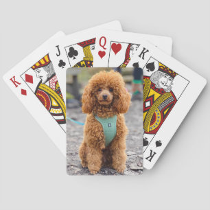 Fluffy Brown Pudel Puppy Hund Casinokort