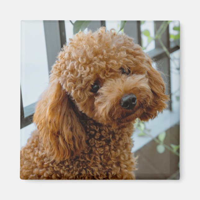 Fluffy Brown Pudel Puppy Hund Magnet (Framsidan)