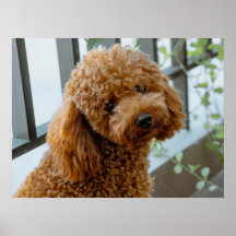 Fluffy Brown Pudel Puppy Hund