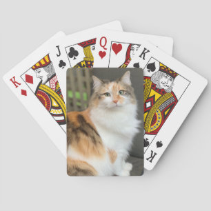 Fluffy Calico Kattunge Casinokort