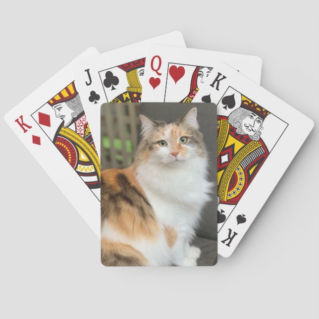 Fluffy Calico Kattunge Casinokort (Baksidan)