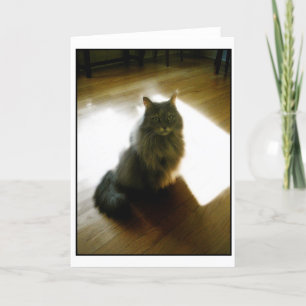 Fluffy cat in sunshine greeting card kort