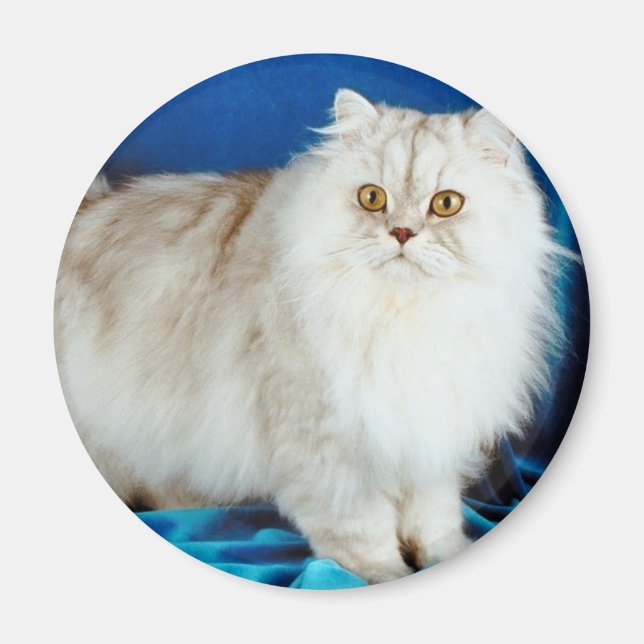 Fluffy Cat Magnet (Framsidan)