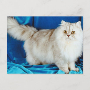 Fluffy Cat Vykort