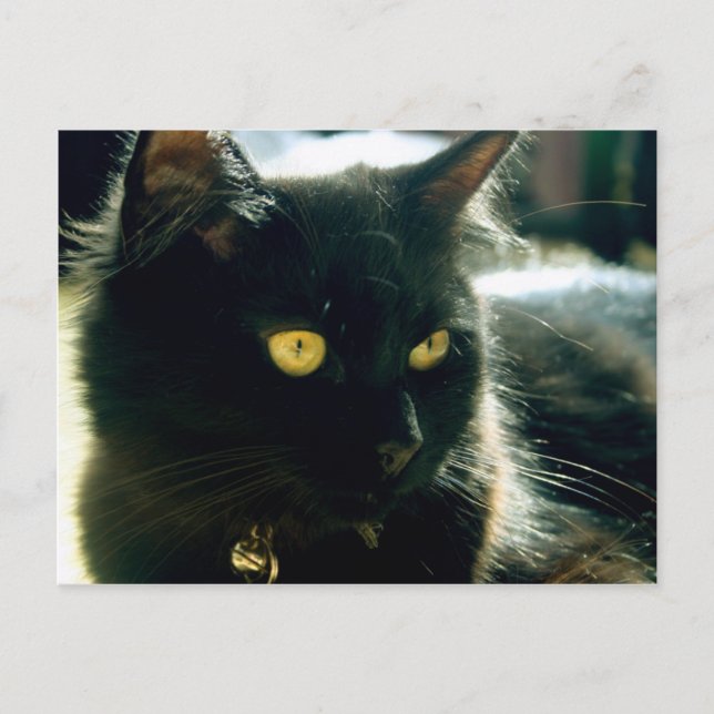 Fluffy Cat-vykort Vykort (Framsida)