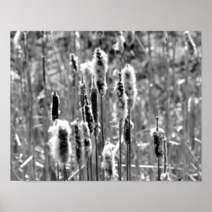 Fluffy Cattails Black and White Poster
