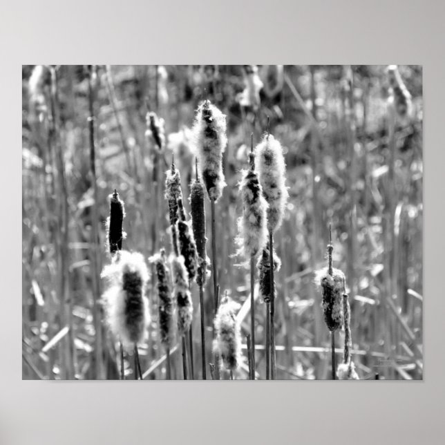 Fluffy Cattails Black and White Poster (Framsidan)