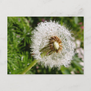 Fluffy dandelion MS JOH 2011 Postcard Vykort