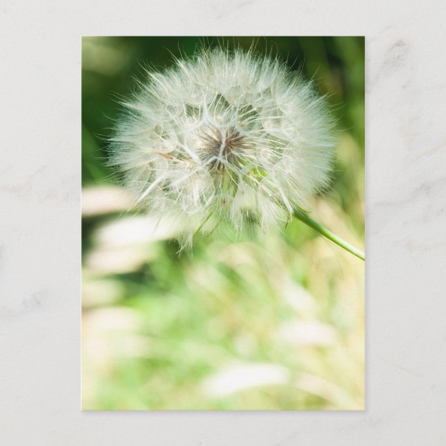 Fluffy dandelion vykort (Framsida)
