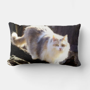Fluffy Dilute Calico Maine Coon Cat Lumbarkudde