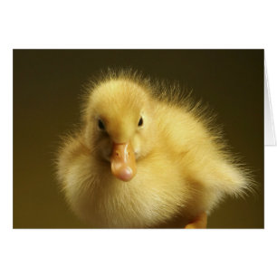 Fluffy Duckling Hälsningskort