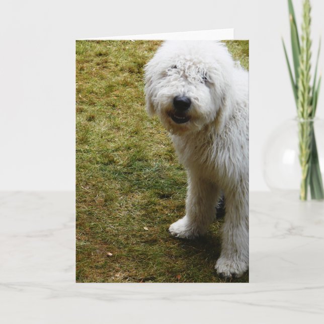 Fluffy Frizzy Bad Hair Day Hund Kort (Framsida)