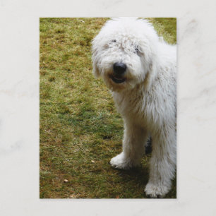 Fluffy Frizzy Bad Hair Day Hund Vykort