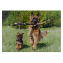 Fluffy German Shepherd Hund and Puppy