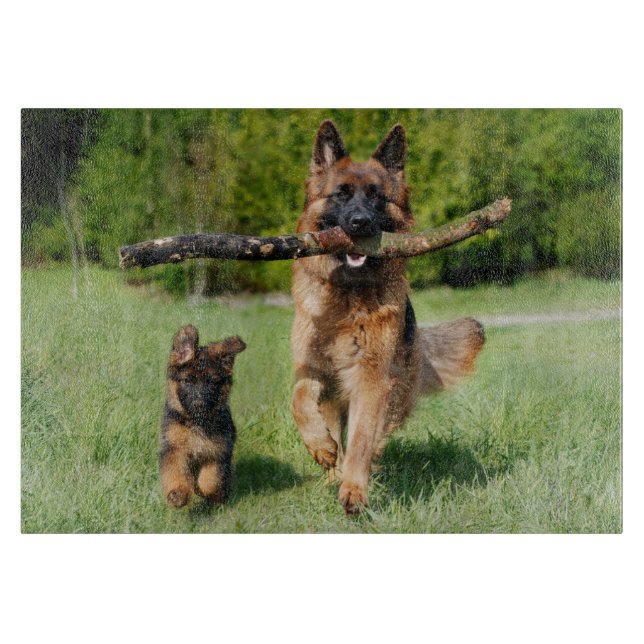 Fluffy German Shepherd Hund and Puppy (Framsidan)