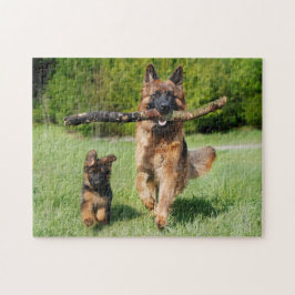 Fluffy German Shepherd Hund and Puppy Pussel