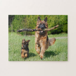 Fluffy German Shepherd Hund and Puppy Pussel