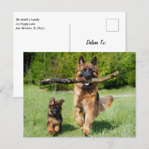 Fluffy German Shepherd Hund and Puppy Vykort