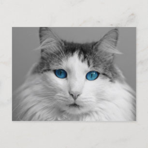 Fluffy-Grått och vitt blåfärgat katt Vykort