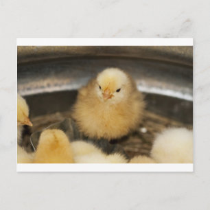 Fluffy Gult Baby Chick Vykort