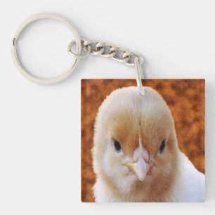 Fluffy Gult Baby Chicken.