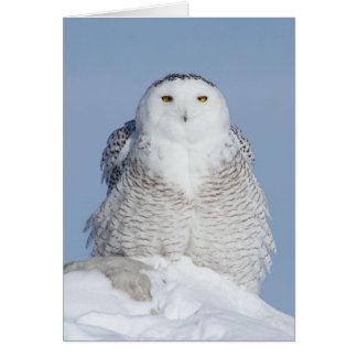 Fluffy Hälsningskort