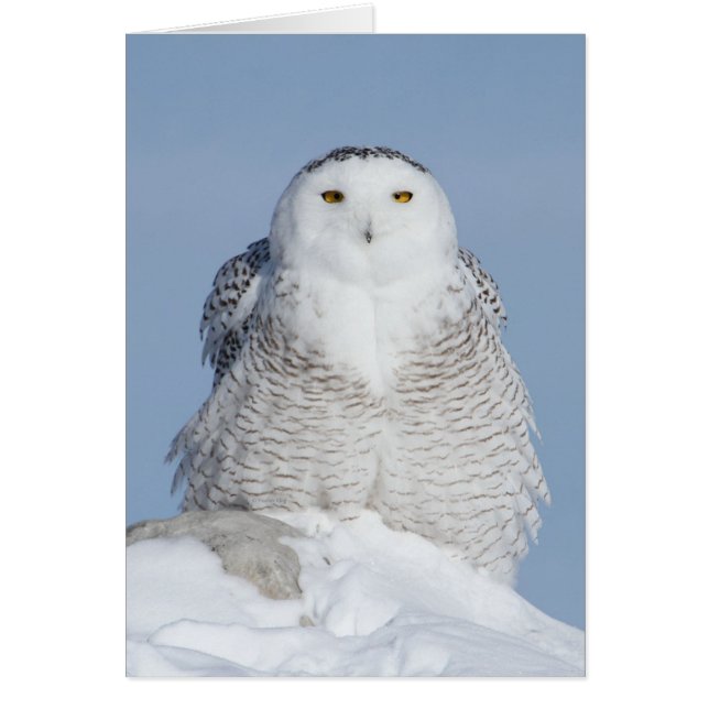 Fluffy Hälsningskort (Framsidan)