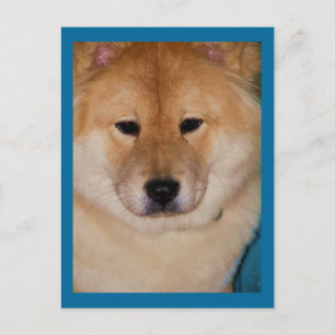 Fluffy Hund-vykort Vykort
