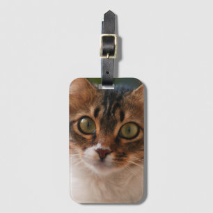 Fluffy Kitten med Grönt Öga Photo Bagagebricka