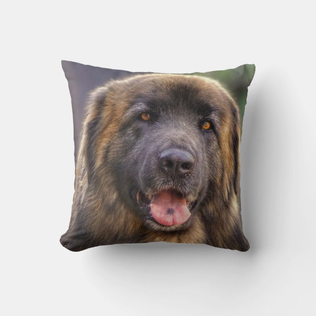 Fluffy Leonberger hund Kudde (Framsida)