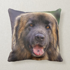 Fluffy Leonberger hund Kudde
