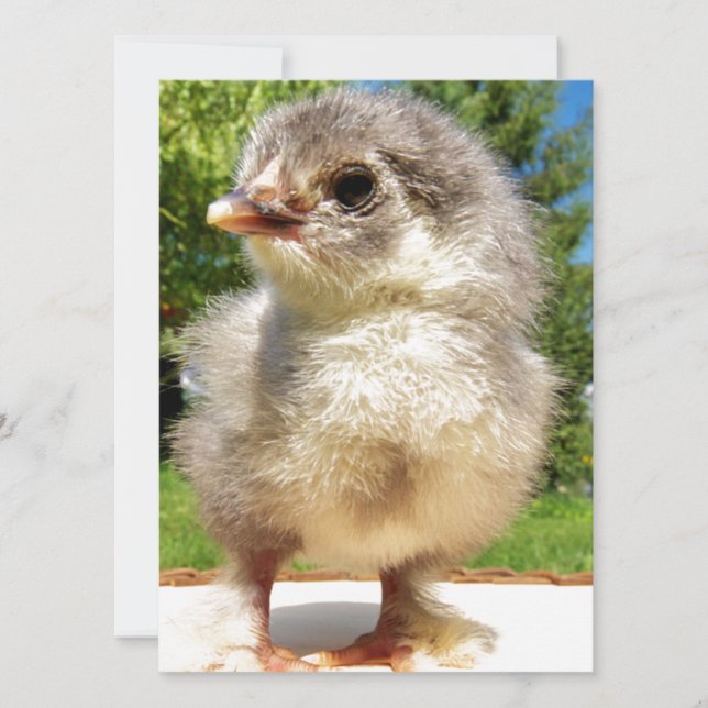 fluffy lille kyckling (Framsida)