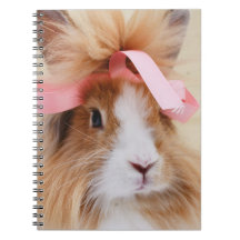 Fluffy Lionhead Bunny Rabbit