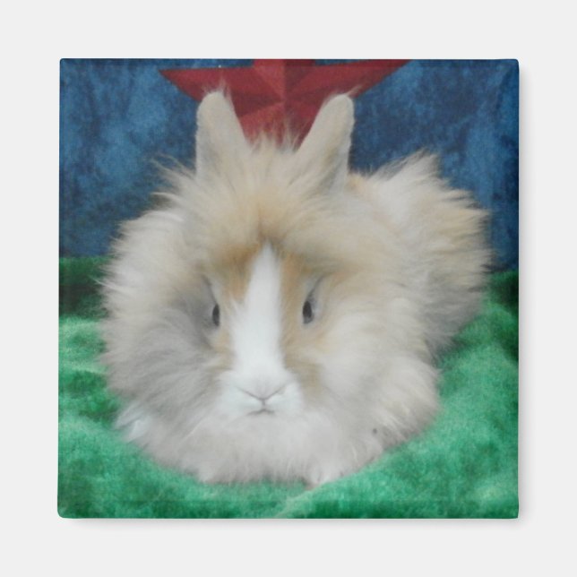 Fluffy Lionhead Bunny Rabbit Magnet (Framsidan)