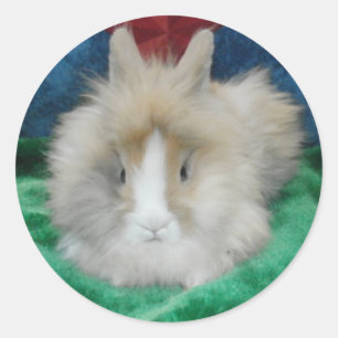 Fluffy Lionhead Bunny Rabbit Runt Klistermärke
