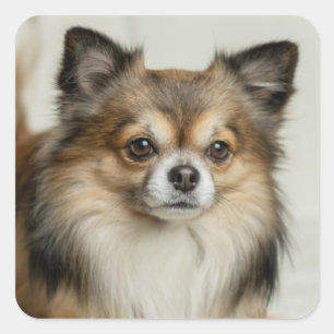 Fluffy Long HH-chihuahua Puppy Fyrkantigt Klistermärke