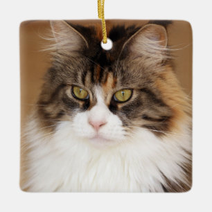 Fluffy Maine Coon Cat Julgransprydnad Keramik