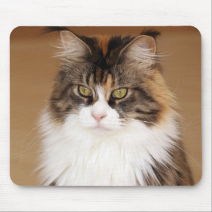 Fluffy Maine Coon Cat Musmatta