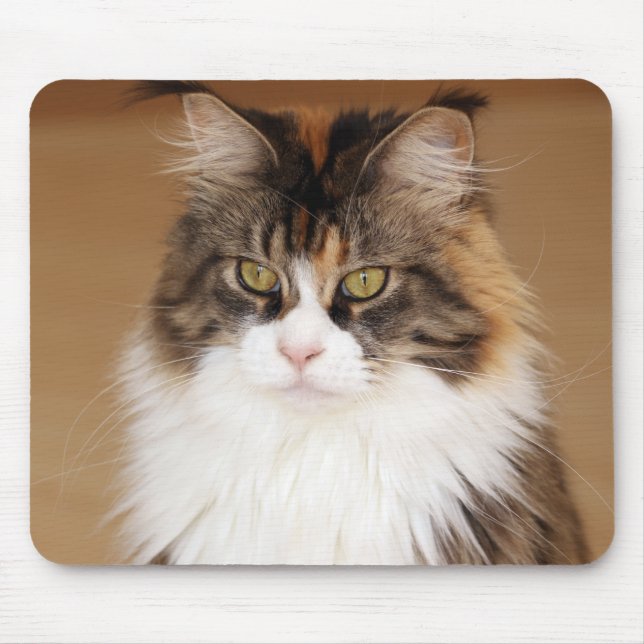 Fluffy Maine Coon Cat Musmatta (Framsidan)