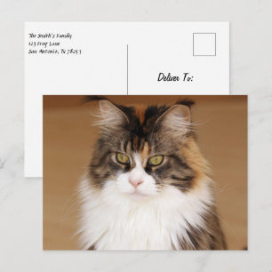 Fluffy Maine Coon Cat Vykort
