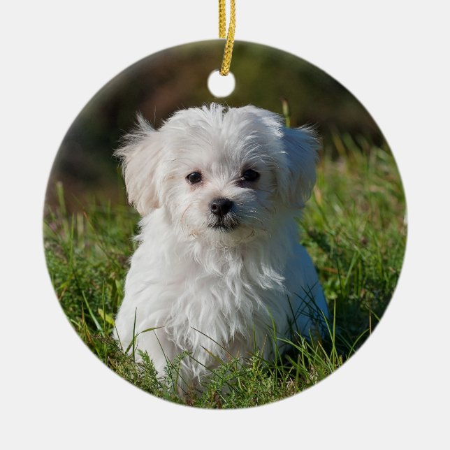 Fluffy Maltese Puppy Hund Julgransprydnad Keramik (Framsidan)