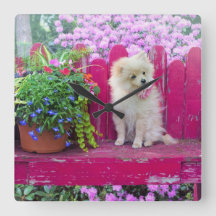 Fluffy Pommern Puppy på Rustic Garden Bench