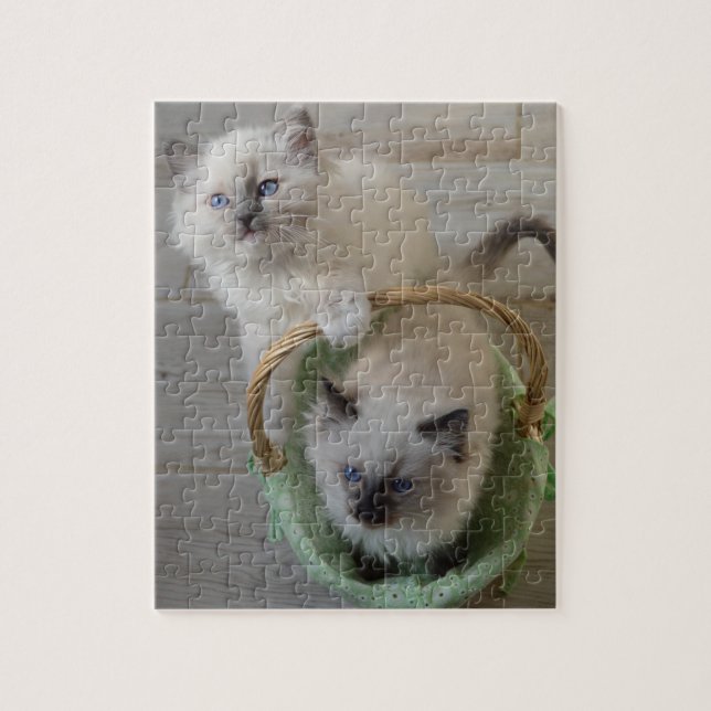 Fluffy Ragdoll Blue Eyed Kittens Pussel (Vertikal)