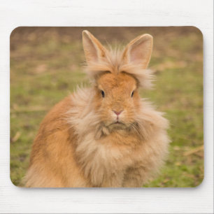 Fluffy Red Lionhead Bunny Rabbit Musmatta
